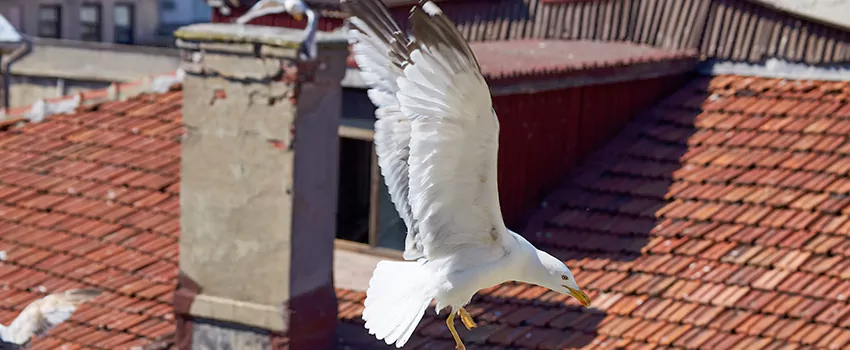 Residential Chimney Animal Removal Solution in East San Gabriel, CA
